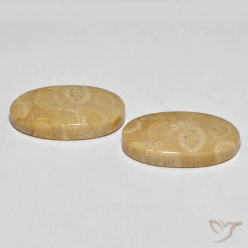 Pedras preciosas de Coral fóssil Multicolorido natural de 27.45 ct, oval, Opaco