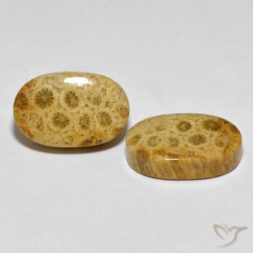 Pedras preciosas de Coral fóssil Multicolorido natural de 29.82 ct, oval, Opaco