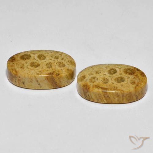 Pedras preciosas de Coral fóssil Multicolorido natural de 29.82 ct, oval, Opaco