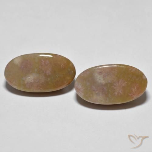 16.71ctw Natural Multicolorido Coral fóssil, oval, Opaco