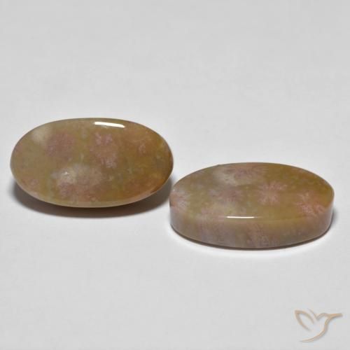 Pedras preciosas de Coral fóssil Multicolorido natural de 16.71 ct, oval, Opaco