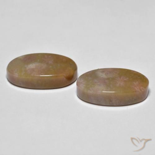 Pedras preciosas de Coral fóssil Multicolorido natural de 16.71 ct, oval, Opaco