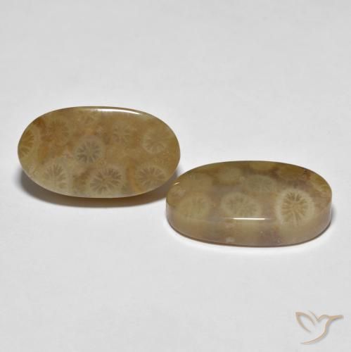 Pedras preciosas de Coral fóssil Multicolorido natural de 22.01 ct, oval, Opaco
