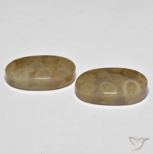 Pedras preciosas de Coral fóssil Multicolorido natural de 22.01 ct, oval, Opaco