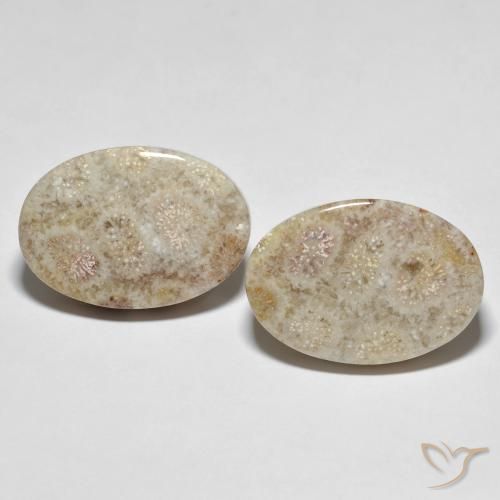 35.42ctw Natural Multicolorido Coral fóssil, oval, Opaco