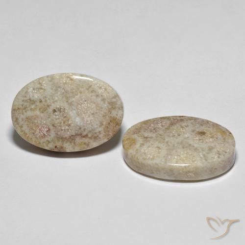 Pedras preciosas de Coral fóssil Multicolorido natural de 35.42 ct, oval, Opaco