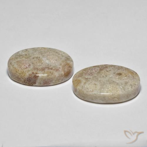 Pedras preciosas de Coral fóssil Multicolorido natural de 35.42 ct, oval, Opaco