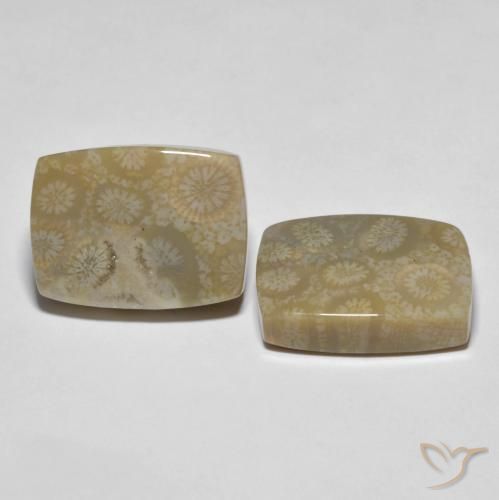 Pedras preciosas de Coral fóssil Multicolorido natural de 30.23 ct, Almofada, Opaco