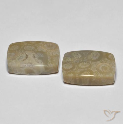 Pedras preciosas de Coral fóssil Multicolorido natural de 30.23 ct, Almofada, Opaco