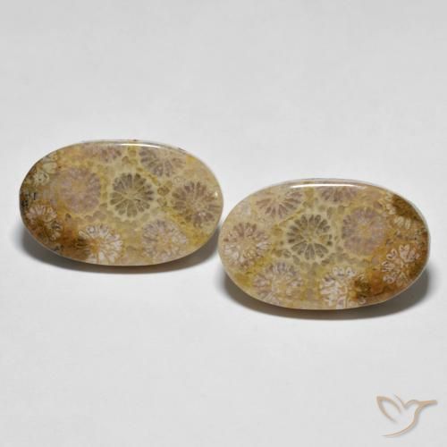 26.38ctw Natural Multicolorido Coral fóssil, oval, Opaco