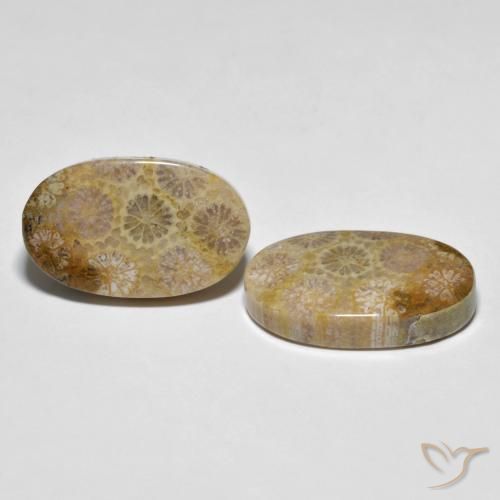 Pedras preciosas de Coral fóssil Multicolorido natural de 26.38 ct, oval, Opaco