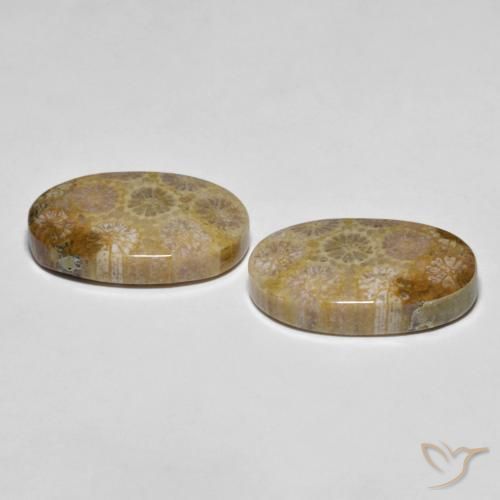 Pedras preciosas de Coral fóssil Multicolorido natural de 26.38 ct, oval, Opaco