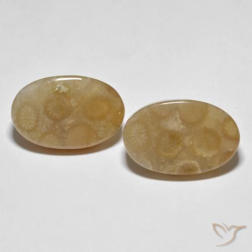 22.89ctw Natural Multicolorido Coral fóssil, oval, Opaco