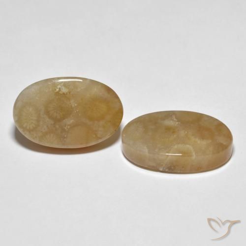 Pedras preciosas de Coral fóssil Multicolorido natural de 22.89 ct, oval, Opaco
