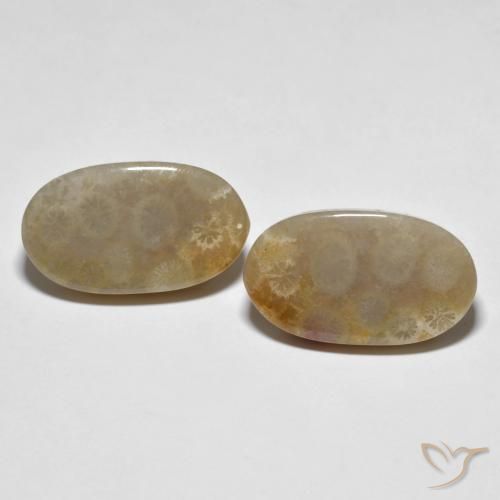 21.87ctw Natural Multicolorido Coral fóssil, oval, Opaco