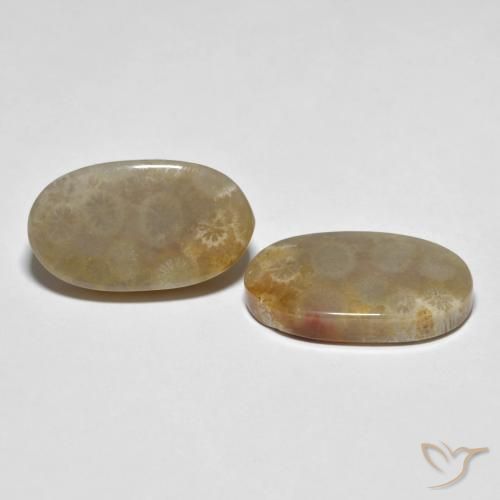 Pedras preciosas de Coral fóssil Multicolorido natural de 21.87 ct, oval, Opaco