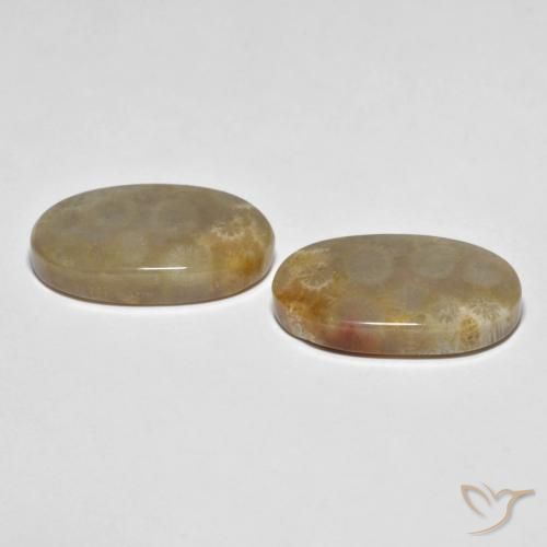 Pedras preciosas de Coral fóssil Multicolorido natural de 21.87 ct, oval, Opaco