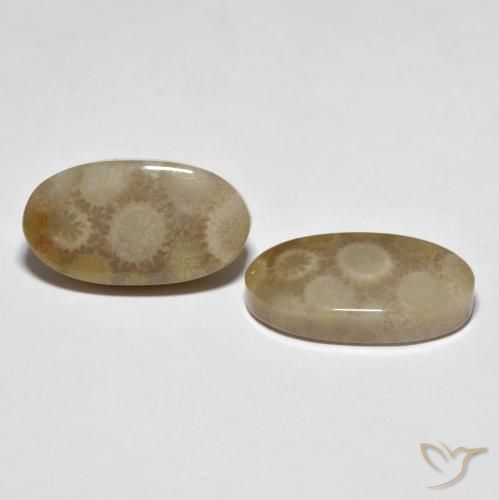 Pedras preciosas de Coral fóssil Multicolorido natural de 22.28 ct, oval, Opaco