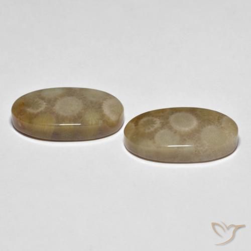 Pedras preciosas de Coral fóssil Multicolorido natural de 22.28 ct, oval, Opaco