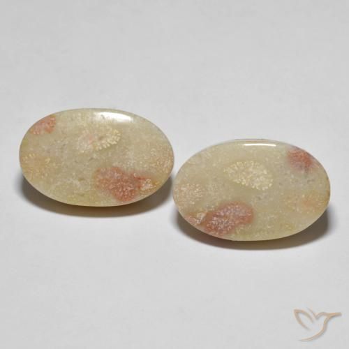23.37ctw Natural Multicolorido Coral fóssil, oval, Opaco