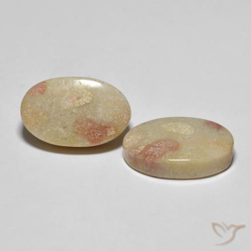 Pedras preciosas de Coral fóssil Multicolorido natural de 23.37 ct, oval, Opaco
