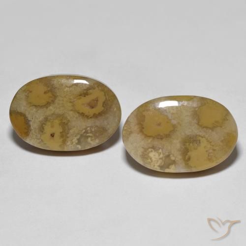 21.52ctw Natural Multicolorido Coral fóssil, oval, Opaco