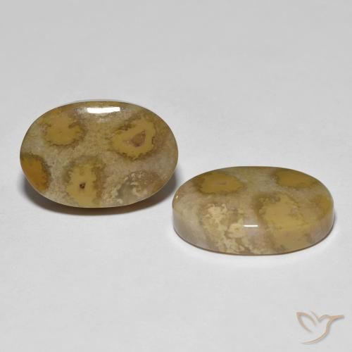 Pedras preciosas de Coral fóssil Multicolorido natural de 21.52 ct, oval, Opaco