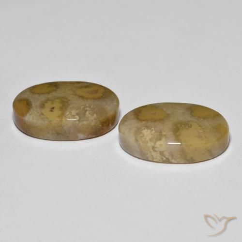 Pedras preciosas de Coral fóssil Multicolorido natural de 21.52 ct, oval, Opaco