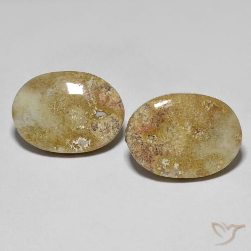 16.68ctw Natural Multicolorido Coral fóssil, oval, Opaco