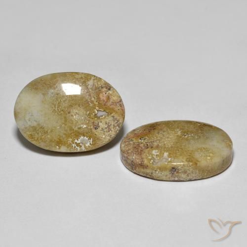 Pedras preciosas de coral fóssil multicolorido natural de 16,68 ct, corte oval, opaco