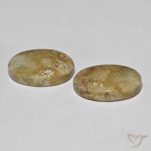 Pedras preciosas de coral fóssil multicolorido natural de 16,68 ct, corte oval, opaco
