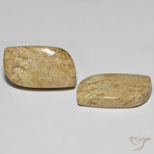 Pedras preciosas de Coral fóssil Multicolorido natural de 27.38 ct, Chique, Opaco