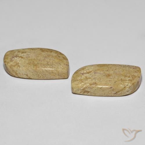 Pedras preciosas de Coral fóssil Multicolorido natural de 27.38 ct, Chique, Opaco