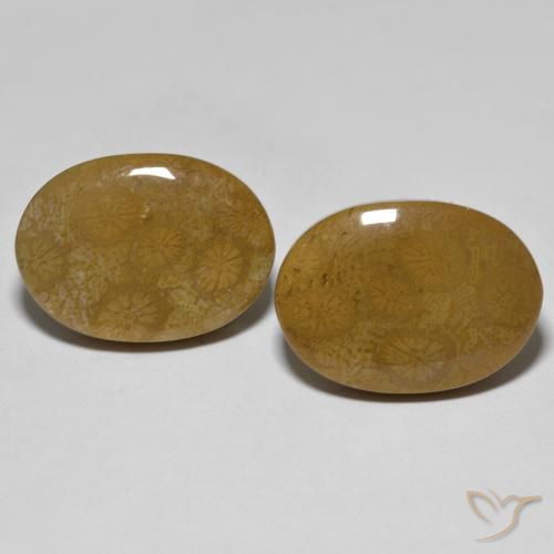 26.39ctw Natural Multicolorido Coral fóssil, oval, Opaco