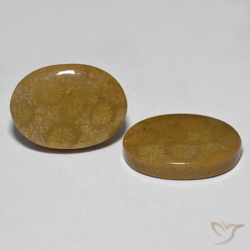 Pedras preciosas de Coral fóssil Multicolorido natural de 26.39 ct, oval, Opaco