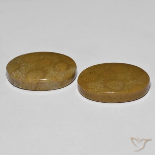 Pedras preciosas de Coral fóssil Multicolorido natural de 26.39 ct, oval, Opaco