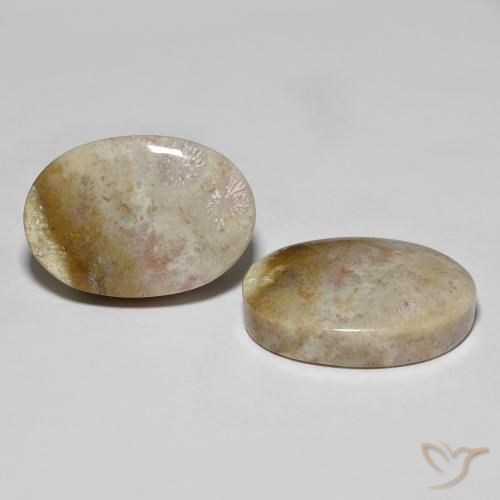 Pedras preciosas de Coral fóssil Multicolorido natural de 34.92 ct, oval, Opaco