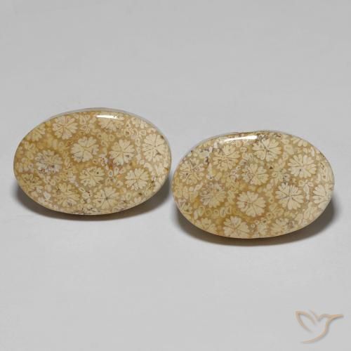 29.24ctw Natural Multicolorido Coral fóssil, oval, Opaco
