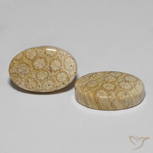 Pedras preciosas de Coral fóssil Multicolorido natural de 29.24 ct, oval, Opaco