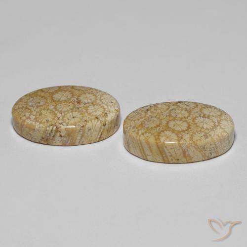 Pedras preciosas de Coral fóssil Multicolorido natural de 29.24 ct, oval, Opaco