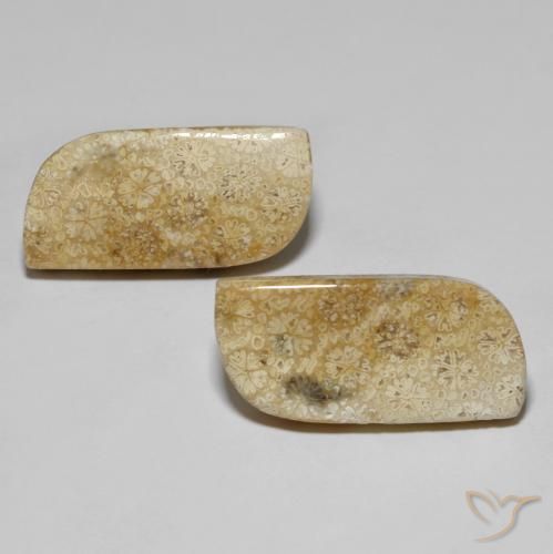 28.82ctw Natural Multicolorido Coral fóssil, Chique, Opaco