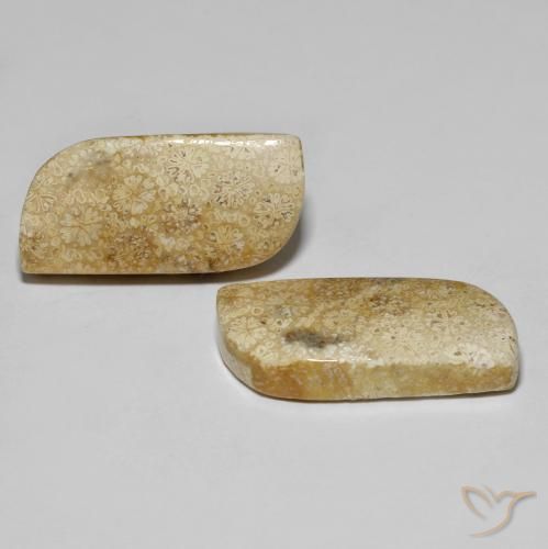 Pedras preciosas de Coral fóssil Multicolorido natural de 28.82 ct, Chique, Opaco