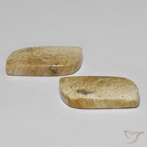 Pedras preciosas de Coral fóssil Multicolorido natural de 28.82 ct, Chique, Opaco
