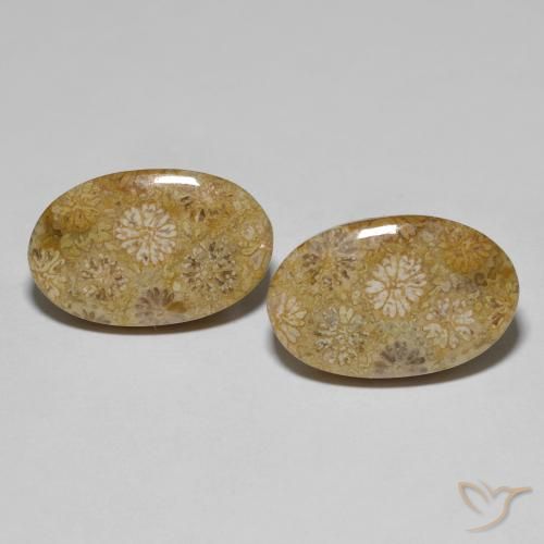 22.57ctw Natural Multicolorido Coral fóssil, oval, Opaco