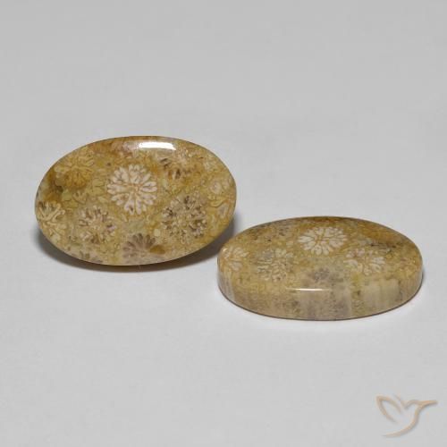 Pedras preciosas de Coral fóssil Multicolorido natural de 22.57 ct, oval, Opaco