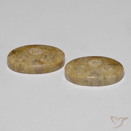 Pedras preciosas de Coral fóssil Multicolorido natural de 22.57 ct, oval, Opaco