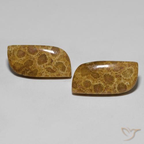 17.76ctw Natural Multicolorido Coral fóssil, Chique, Opaco