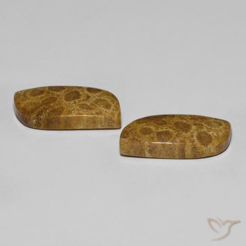 Pedras preciosas de Coral fóssil Multicolorido natural de 17.76 ct, Chique, Opaco