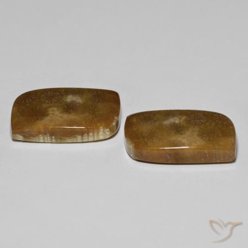 Pedras preciosas de Coral fóssil Multicolorido natural de 30.11 ct, Chique, Opaco