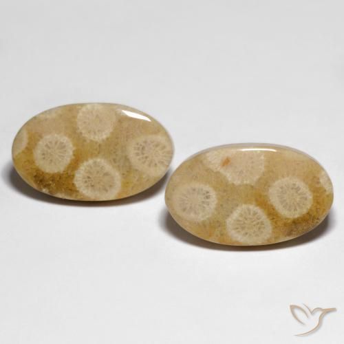 28.88ctw Natural Multicolorido Coral fóssil, oval, Opaco